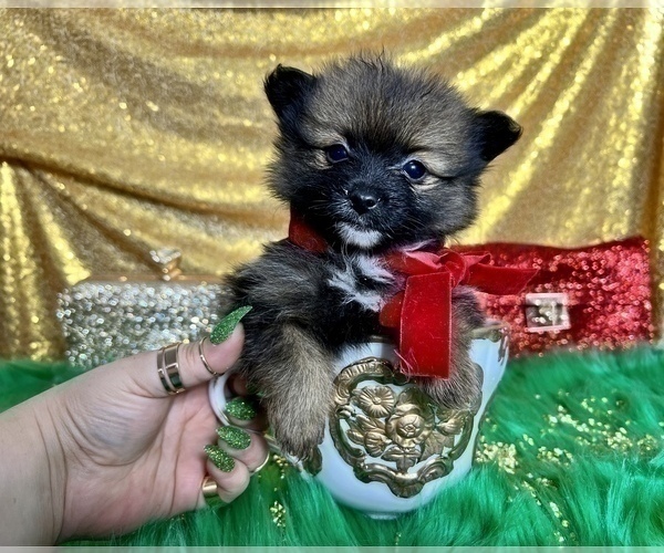 Medium Photo #50 Pomeranian Puppy For Sale in HAYWARD, CA, USA