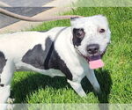 Small #1 American Pit Bull Terrier
