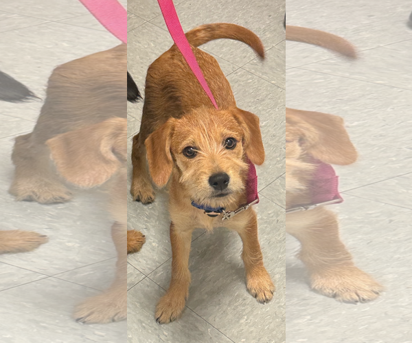 Medium Photo #3 Mutt Puppy For Sale in Fort Worth, TX, USA