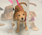 Small #2 Mutt