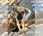 Small #11 Shepradors