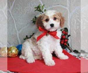 Cavachon Puppy for sale in GORDONVILLE, PA, USA