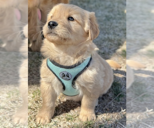 Medium Photo #9 Golden Retriever Puppy For Sale in COLORADO SPRINGS, CO, USA