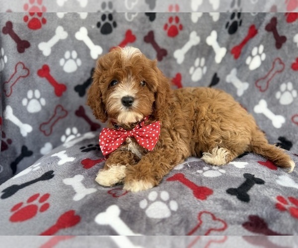 Medium Photo #4 Cavapoo (Miniature) Puppy For Sale in LAKELAND, FL, USA
