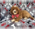 Small #3 Cavapoo (Miniature)