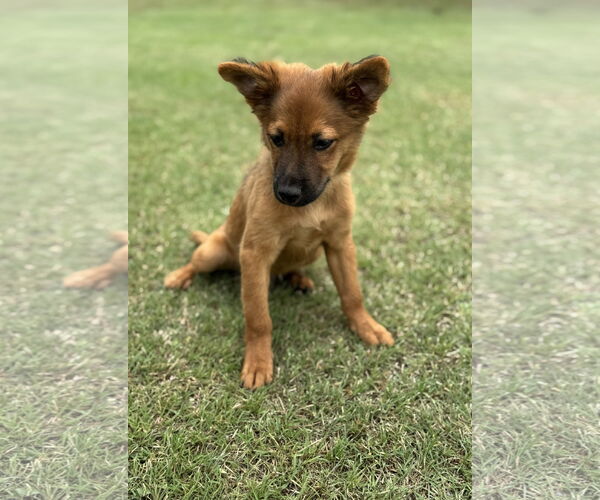 Medium Photo #6 Collie-Unknown Mix Puppy For Sale in PIPE CREEK, TX, USA