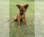 Small #5 Collie Mix