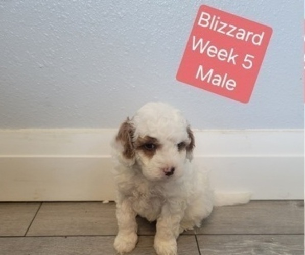 Medium Photo #16 Goldendoodle (Miniature) Puppy For Sale in MILFORD, UT, USA