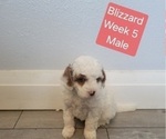 Small #15 Goldendoodle (Miniature)