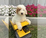 Small #1 Goldendoodle mix (+ Poodle Miniature)