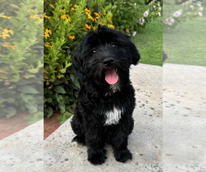 Goldendoodle-Soft Coated Wheaten Terrier Mix Litter for sale in NEWARK, OH, USA