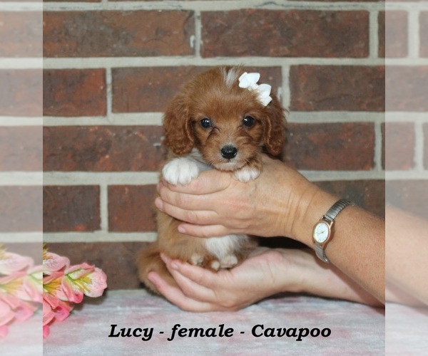 Medium Photo #1 Cavapoo (Miniature) Puppy For Sale in CLARKRANGE, TN, USA