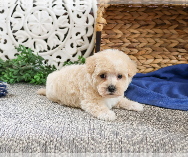 Medium Photo #8 Poodle (Toy)-West Highland White Terrier Mix Puppy For Sale in SYRACUSE, IN, USA