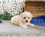 Small #7 Poodle (Toy)-West Highland White Terrier Mix