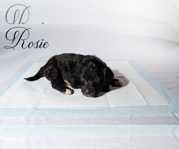 Medium Photo #5 Border Collie-Goldendoodle Mix Puppy For Sale in BLUE RIDGE, GA, USA