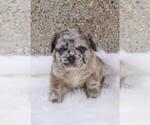 Small Photo #117 French Bulldog Puppy For Sale in ORLANDO, FL, USA