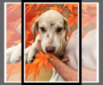 Small Catahoula Leopard Dog Mix