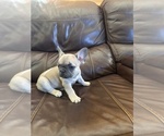 Small #5 French Bulldog
