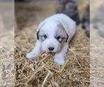 Small Great Pyrenees