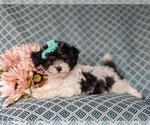 Small Photo #4 Poodle (Miniature) Puppy For Sale in RISING SUN, MD, USA