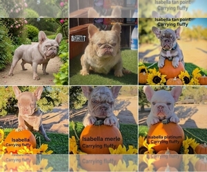 French Bulldog Litter for sale in PINON HILLS, CA, USA