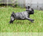 Small #3 Pug