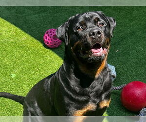 Medium Rottweiler