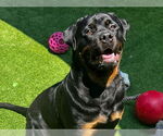 Small Rottweiler