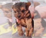 Small Photo #355 Yorkshire Terrier Puppy For Sale in AKRON, OH, USA