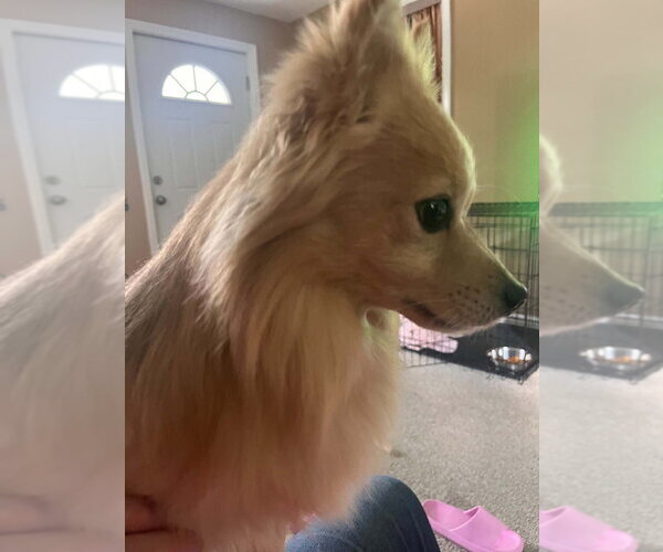 Medium Photo #4 Chihuahua Puppy For Sale in Aurora, IN, USA