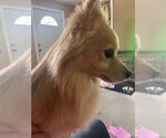 Small #3 Chihuahua