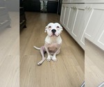 Small #1 Mutt