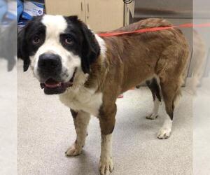 Medium Saint Bernard