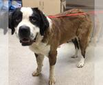 Small Saint Bernard