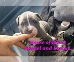 Small Photo #13 American Pit Bull Terrier Puppy For Sale in DELAWARE, OH, USA
