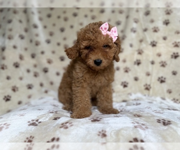 Medium Photo #5 Goldendoodle (Miniature) Puppy For Sale in LAKELAND, FL, USA