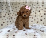 Small #4 Goldendoodle (Miniature)