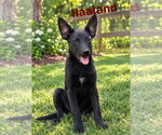 Haaland - Male Mutt Dog for Adoption - Small photo