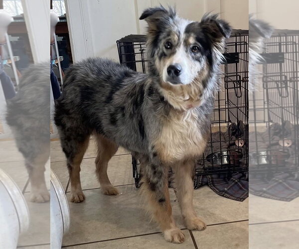 Medium Photo #1 Australian Shepherd Puppy For Sale in Rustburg, VA, USA