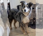 Small Australian Shepherd