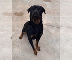 Small #2 Rottweiler
