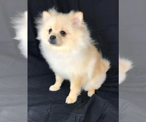 Pomeranian Puppy for sale in DAWSONVILLE, GA, USA