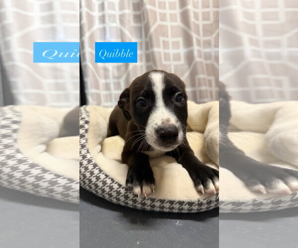 Medium Photo #4 American Staffordshire Terrier-Unknown Mix Puppy For Sale in Gilberts, IL, USA