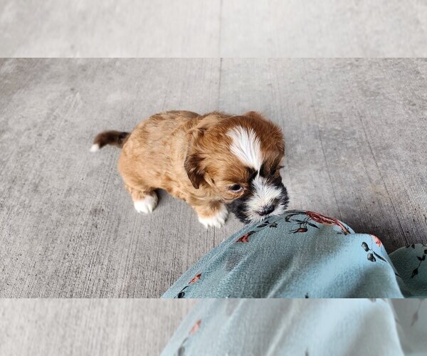 Medium Photo #2 Shih-Poo Puppy For Sale in GREENWOOD, WI, USA