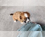 Small #1 Shih-Poo