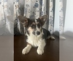 Small #47 Aussie-Corgi