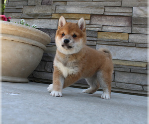 Shiba Inu Puppy for sale in CANTON, SD, USA
