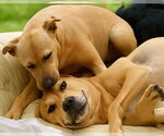 Small #4 Black Mouth Cur Mix