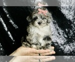 Puppy Precious F1 Maltipoo