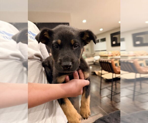 Medium Photo #2 Mutt Puppy For Sale in Dana Point, CA, USA